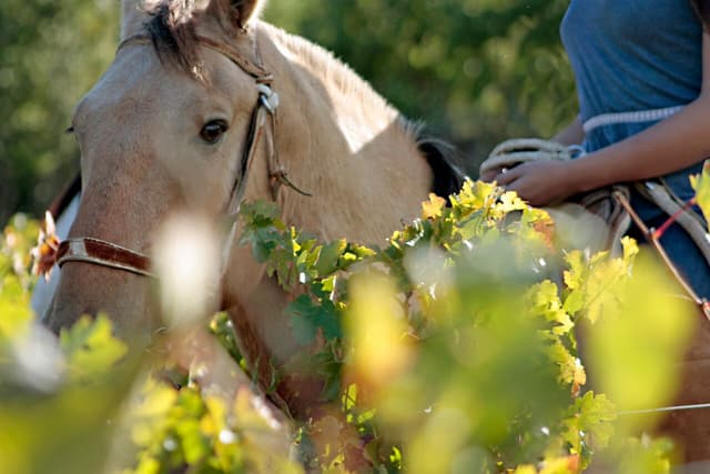 Wellness Encounters at VIK Chile - Luxury, Nature and Inner Harmony 0