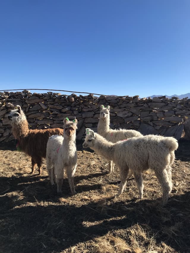 Basic Program Uyuni - 3D/2N 12